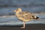 _MG_6765 American Herring Gull.jpg