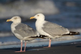 _MG_6775 American Herring Gull.jpg