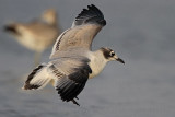 _MG_4080 Franklins Gull.jpg