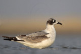 _MG_4170 Franklins Gull.jpg