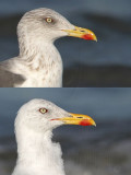 Lesser Black-backed Gull wing and head molt progress in 21 days on wintering ground in Texas