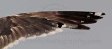 _MG_2599 Lesser Black-backed Gull molting handwing.jpg