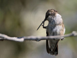 Ruby-throated Hummingbird scratching