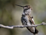_MG_1455 Ruby-throated Hummingbird.jpg