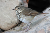 _MG_3000 Hermit Thrush.jpg