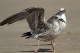 _MG_2517 Lesser Black-backed Gull.jpg