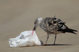_MG_2642 Lesser Black-backed Gull.jpg