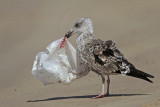 _MG_2645 Lesser Black-backed Gull.jpg