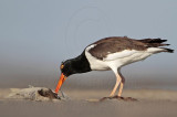 _MG_0073 American Oystercatcher.jpg