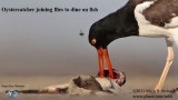 Oystercatcher joining flies to dine on fish.jpg