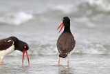 _MG_3074 American Oystercatcher.jpg