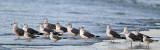 Lesser Black-backed Gull flocks - Upper Texas Coast - November 2011