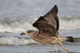 _MG_4734 Lesser Black-backed Gull 1cy Nov09.jpg