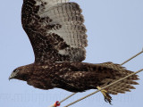 _MG_8444 Harlans Hawk.jpg