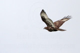 _MG_8536 Harlans Hawk.jpg