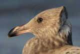 American Herring Gull - juvenile head and neck feathers