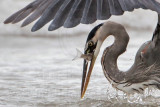 _MG_8294crop Great Blue Heron.jpg