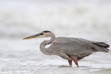 _MG_8465 Great Blue Heron.jpg