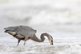 _MG_8590 Great Blue Heron.jpg