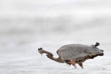 _MG_8628 Great Blue Heron.jpg