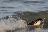 _MG_5282 American Oystercatcher.jpg