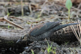 _MG_2692 Rusty Blackbird.jpg