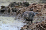 _MG_3017 Rusty Blackbird.jpg