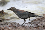 _MG_3176 Rusty Blackbird.jpg