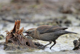_MG_3763 Rusty Blackbird.jpg