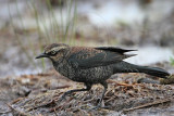 _MG_3864 Rusty Blackbird.jpg