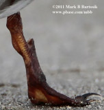 Common Tern - leg pathology - displaced fracture