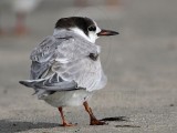 _MG_9879 Common Tern.jpg
