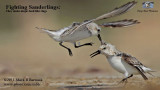 Fighting Sanderlings: they make ninjas look like slugs