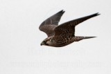 _MG_7546 Peregrine.jpg