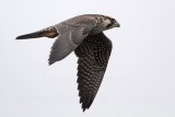 _MG_7550 Peregrine.jpg