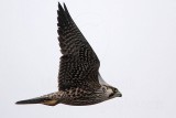 _MG_7551 Peregrine.jpg