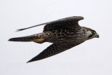 _MG_7552 Peregrine.jpg