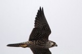 _MG_7553 Peregrine.jpg
