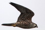 _MG_7554 Peregrine.jpg