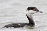 Horned Grebe feeding on shrimps - Texas City Dike - December 23, 2011