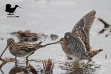 _MG_0023 Wilsons Snipe.jpg