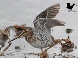 _MG_0024 Wilsons Snipe.jpg