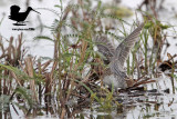 _MG_0537 Wilsons Snipe.jpg