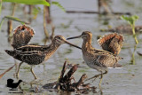 _MG_0941 Wilsons Snipe.jpg