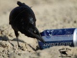 Great-tailed Grackle - drinking Bud Light on beach