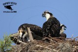 _MG_7483 Osprey.jpg