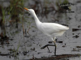 _MG_1140 Cattle Egret.jpg