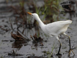 _MG_1146 Cattle Egret.jpg