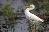 _MG_1167 Cattle Egret.jpg