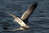 _MG_8083 Laughing Gull.jpg